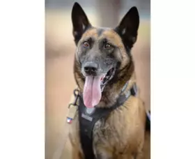 Vodítko HSGI BONITO 15´ Tracking Lead, černé